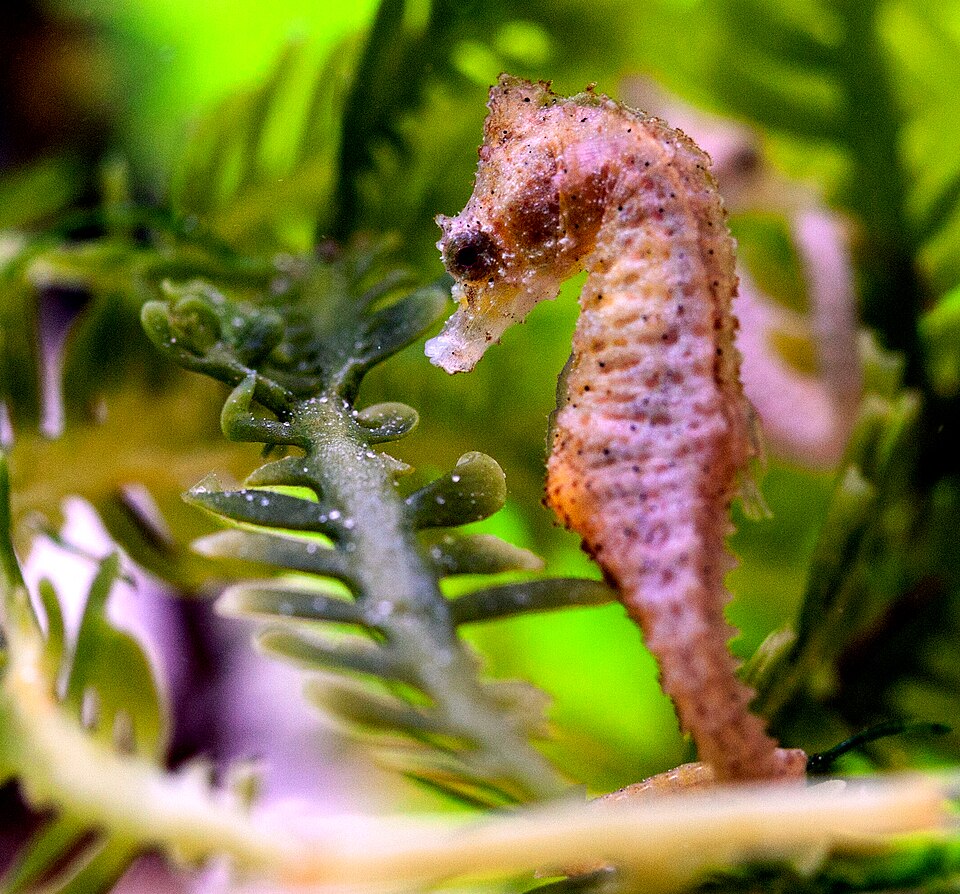 ภาพ ม้าน้ำ zosterae (Hippocampus zosterae)