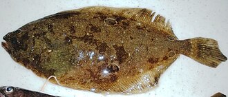 ภาพ ปลา oblonga (Hippoglossina oblonga)