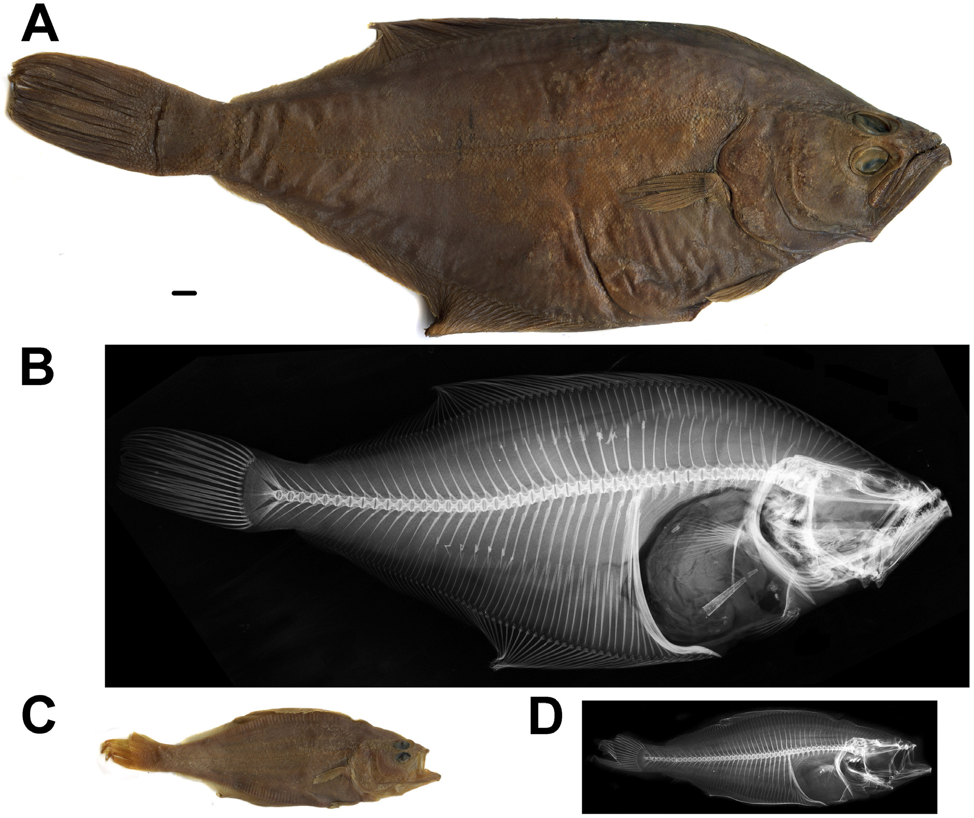 ภาพ ปลา dubius (Hippoglossoides dubius)