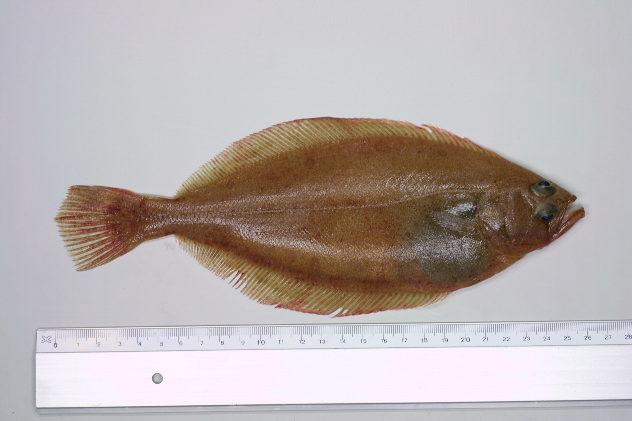 ภาพ ปลา platessoides (Hippoglossoides platessoides)