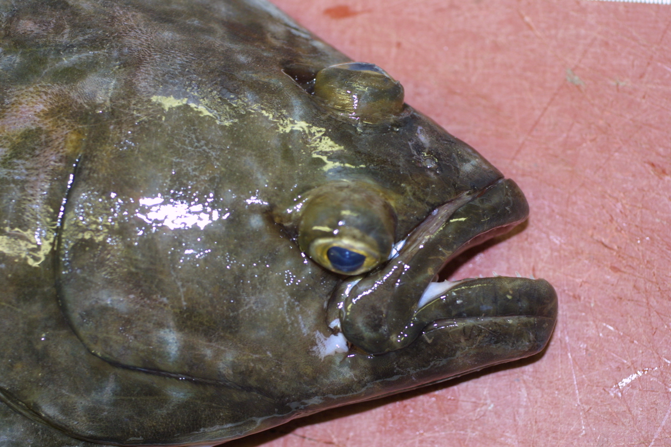 ภาพ ปลา hippoglossus (Hippoglossus hippoglossus)