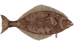 ภาพ ปลา stenolepis (Hippoglossus stenolepis)