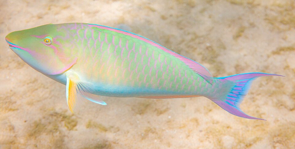 ภาพ ปลานกแก้วจมูกยาว (Hipposcarus harid)