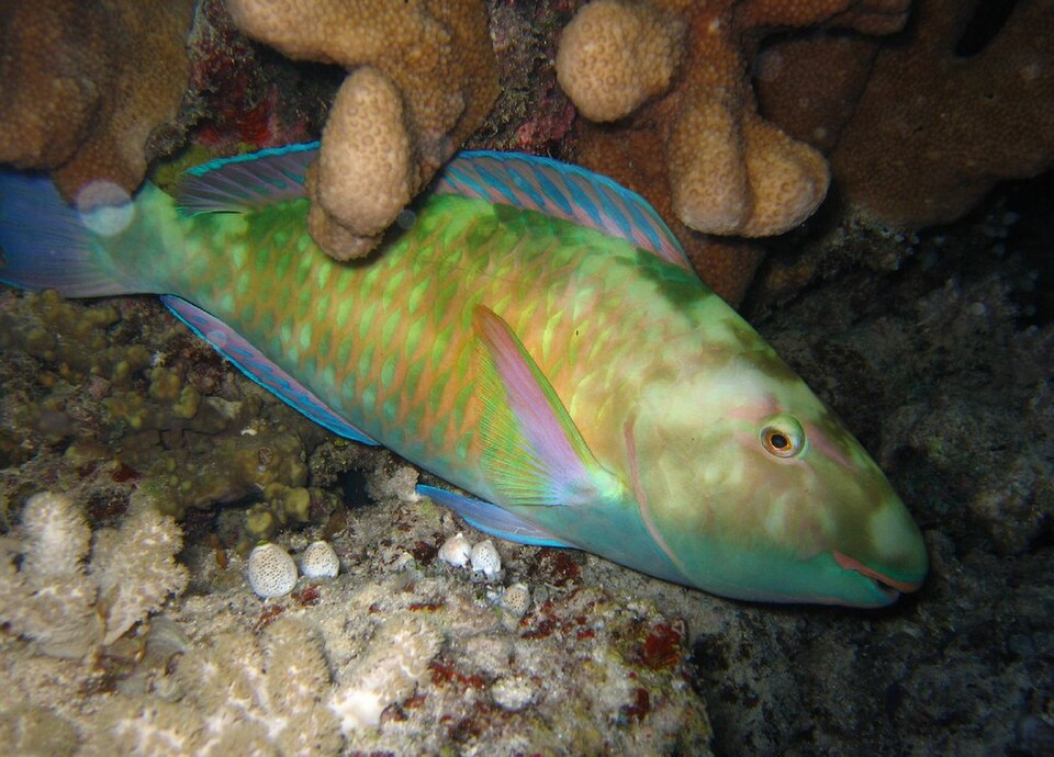 ภาพ ปลานกแก้ว longiceps (Hipposcarus longiceps)