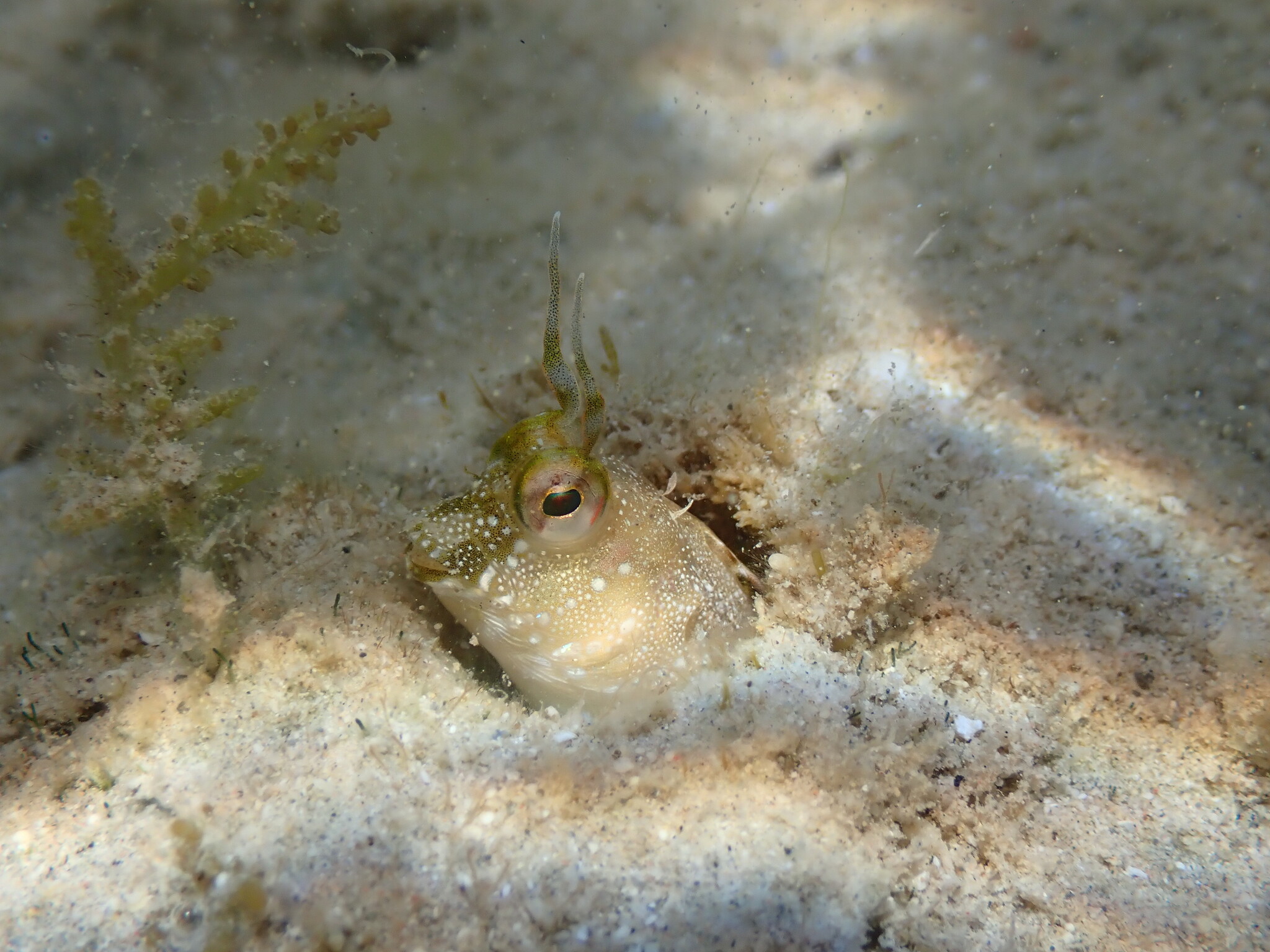 ภาพ ปลาตั๊กแตนหิน cornifer (Hirculops cornifer)