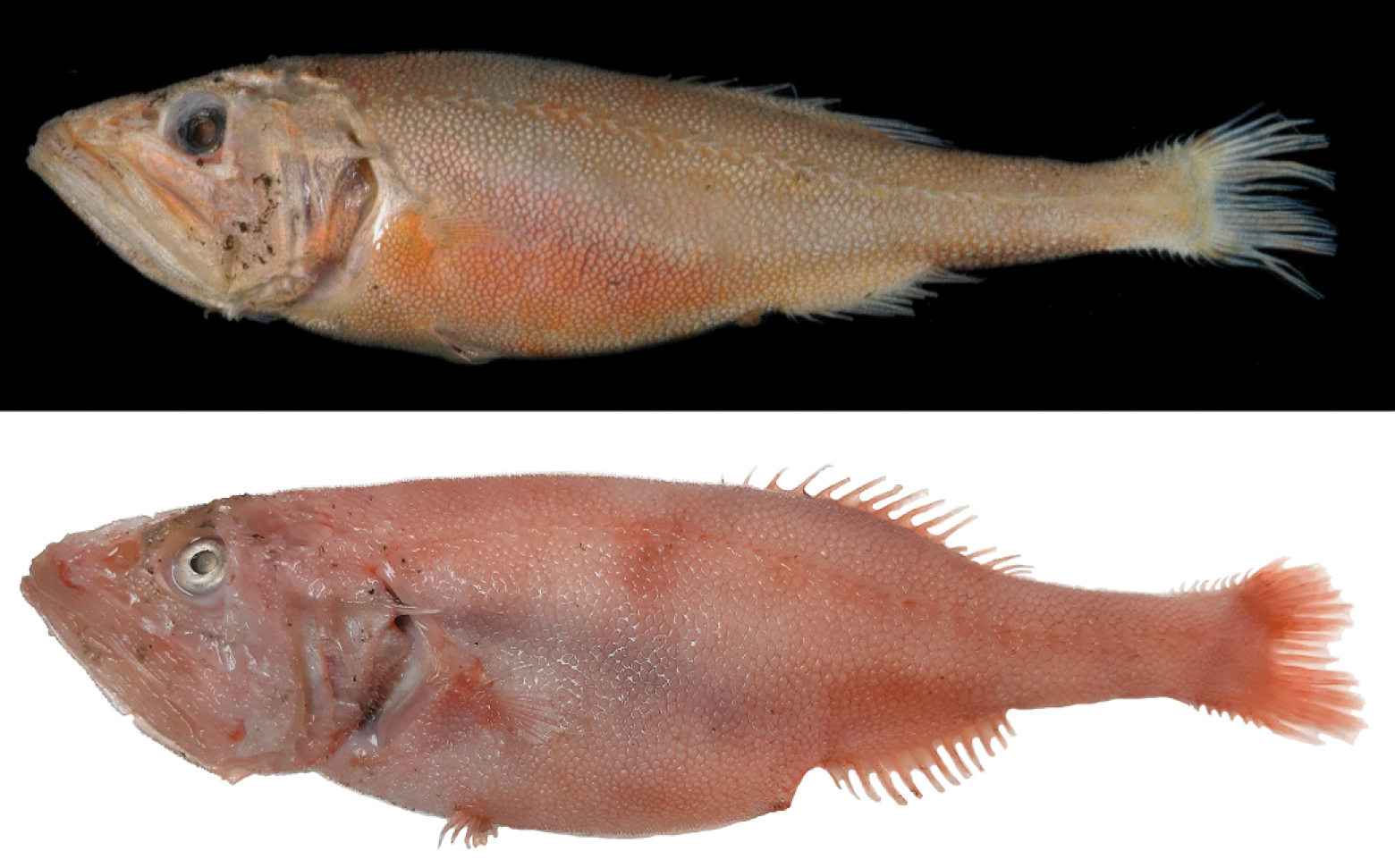 ภาพ ปลา ambagiosus (Hispidoberyx ambagiosus)