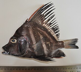 ภาพ ปลา typus (Histiopterus typus)