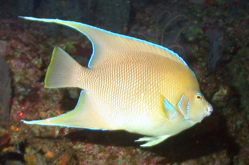 ภาพ ปลาสินสมุทรน้ำเงิน (Holacanthus bermudensis)
