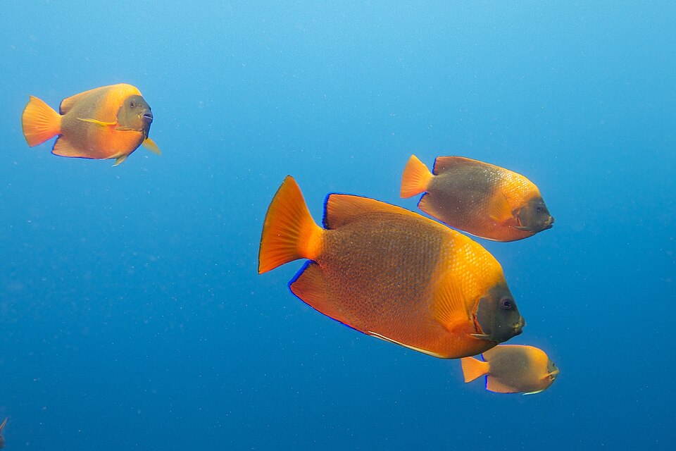 ภาพ ปลาสินสมุทร clarionensis (Holacanthus clarionensis)