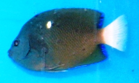 ภาพ ปลาสินสมุทร limbaughi (Holacanthus limbaughi)