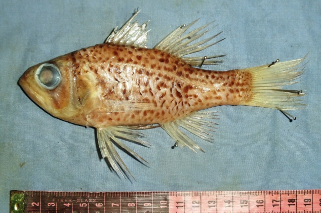 ภาพ ปลาอมไข่ maximus (Holapogon maximus)