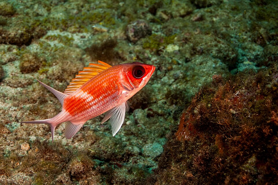ภาพ ปลาข้าวเม่า adscensionis (Holocentrus adscensionis)