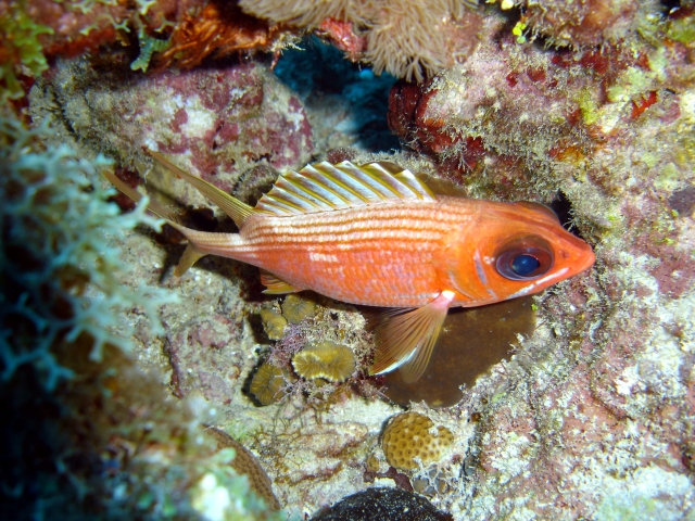 ภาพ ปลาข้าวเม่า rufus (Holocentrus rufus)