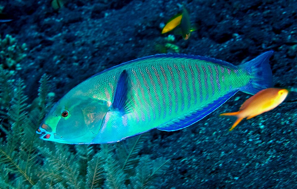 ภาพ ปลานกขุนทองลายบั้ง (Hologymnosus annulatus)