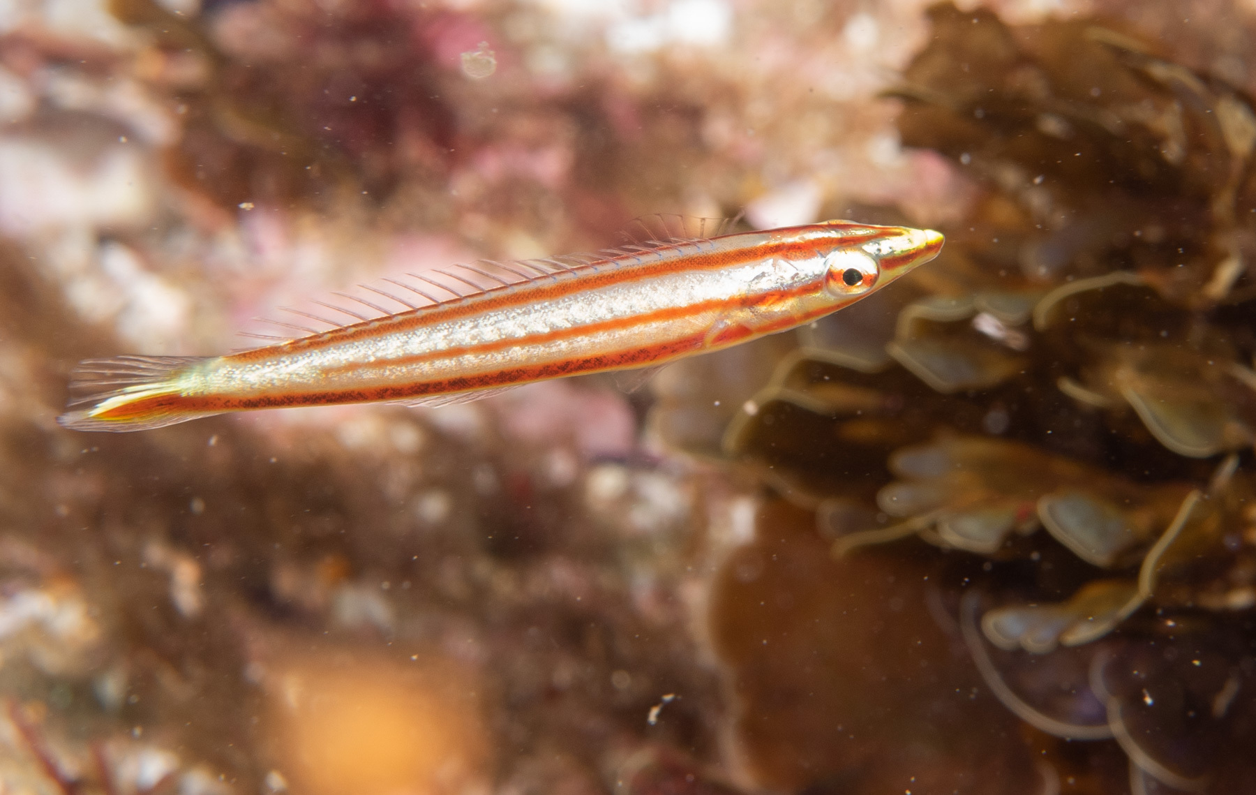 ภาพ ปลานกขุนทองซีด (Hologymnosus longipes)