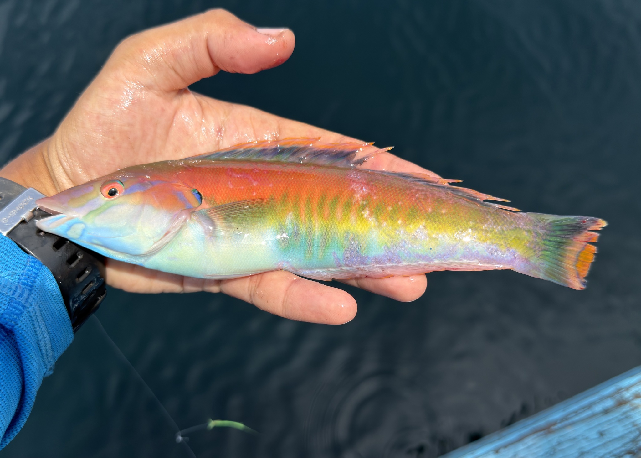 ภาพ ปลานกขุนทอง rhodonotus (Hologymnosus rhodonotus)