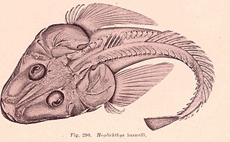 ภาพ ปลา haswelli (Hoplichthys haswelli)