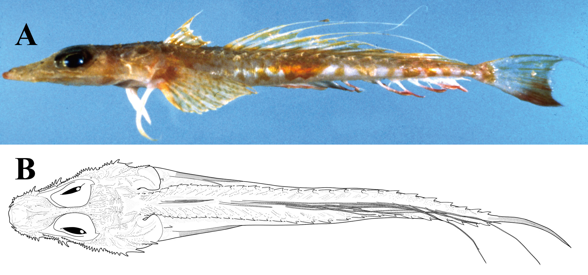 ภาพ ปลา imamurai (Hoplichthys imamurai)