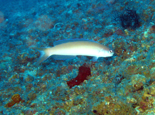ภาพ ปลาไทล์ฟิช chlupatyi (Hoplolatilus chlupatyi)