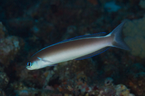 ภาพ ปลาไทล์ฟิชคล้ำ (Hoplolatilus cuniculus)
