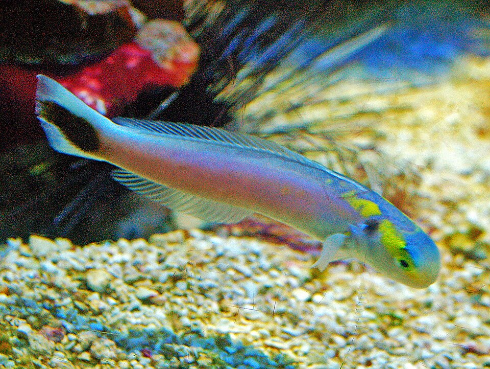ภาพ ปลาไทล์ฟิชเหลืองลายจุด (Hoplolatilus fourmanoiri)
