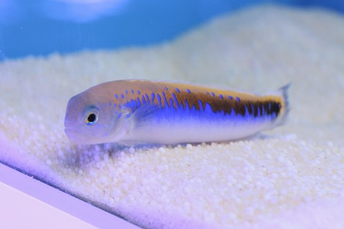 ภาพ ปลาไทล์ฟิช oreni (Hoplolatilus oreni)