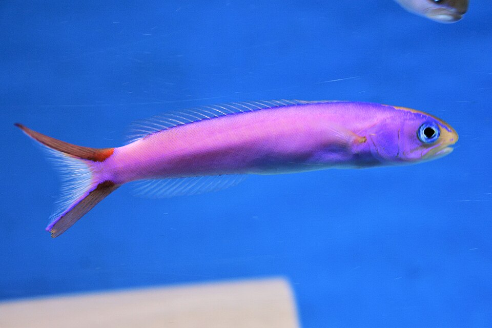 ภาพ ปลาไทล์ฟิชม่วงพื้นทราย (Hoplolatilus purpureus)