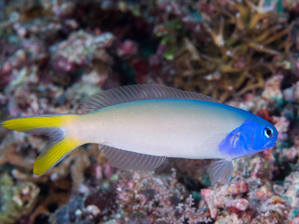 ภาพ ปลาไทล์ฟิชหัวน้ำเงิน (Hoplolatilus starcki)