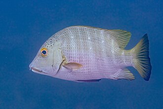 ภาพ ปลา guentherii (Hoplopagrus guentherii)