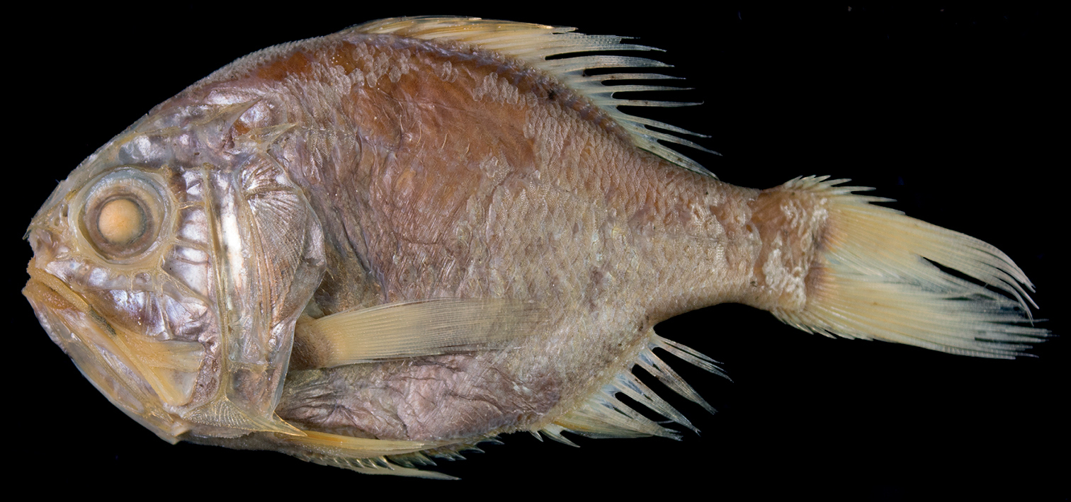 ภาพ ปลา crassispinus (Hoplostethus crassispinus)