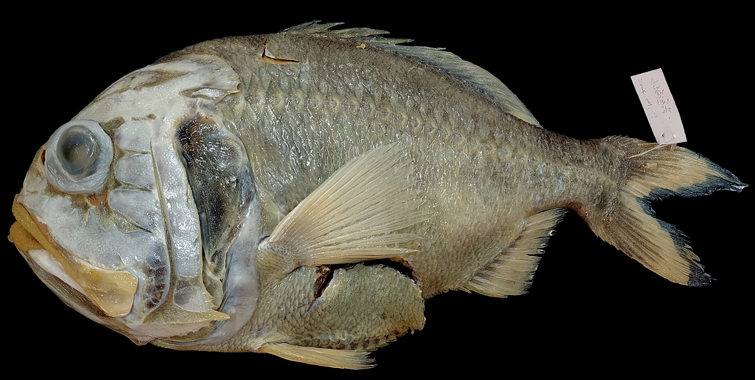 ภาพ ปลา grandperrini (Hoplostethus grandperrini)