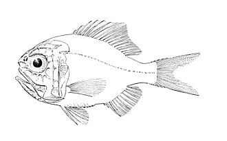 ภาพ ปลา latus (Hoplostethus latus)