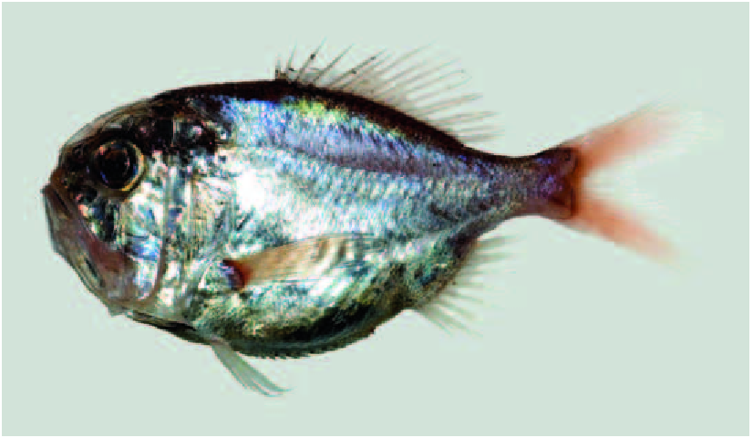 ภาพ ปลา ravurictus (Hoplostethus ravurictus)