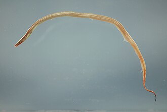 ภาพ ปลา macrura (Hoplunnis macrura)
