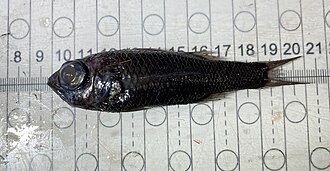 ภาพ ปลา atlantica (Howella atlantica)