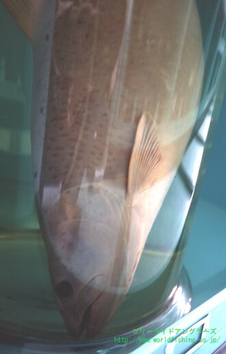 ภาพ ปลา bleekeri (Hucho bleekeri)