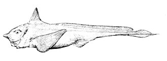 ภาพ ปลา affinis (Hydrolagus affinis)