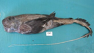 ภาพ ปลา africanus (Hydrolagus africanus)