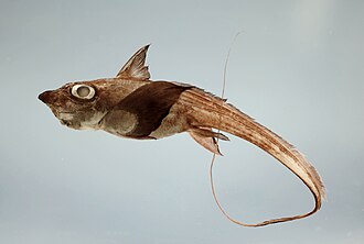 ภาพ ปลา alberti (Hydrolagus alberti)
