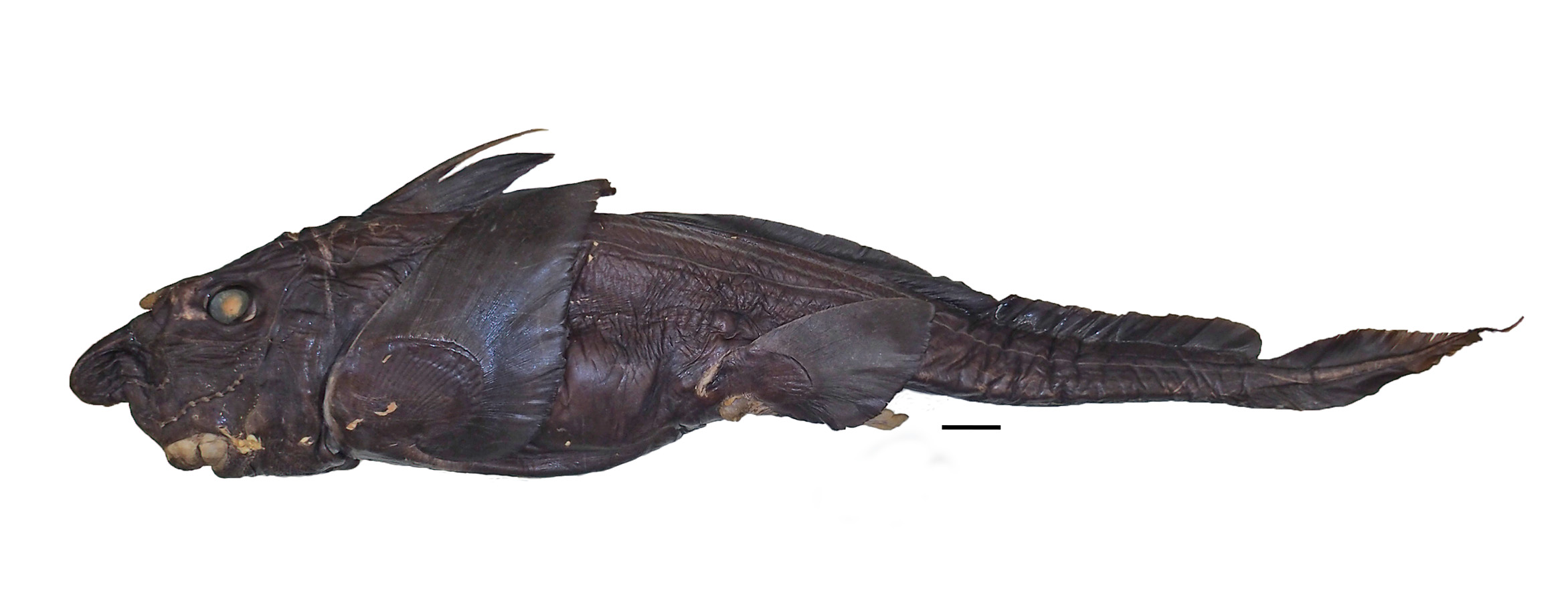 ภาพ ปลา erithacus (Hydrolagus erithacus)