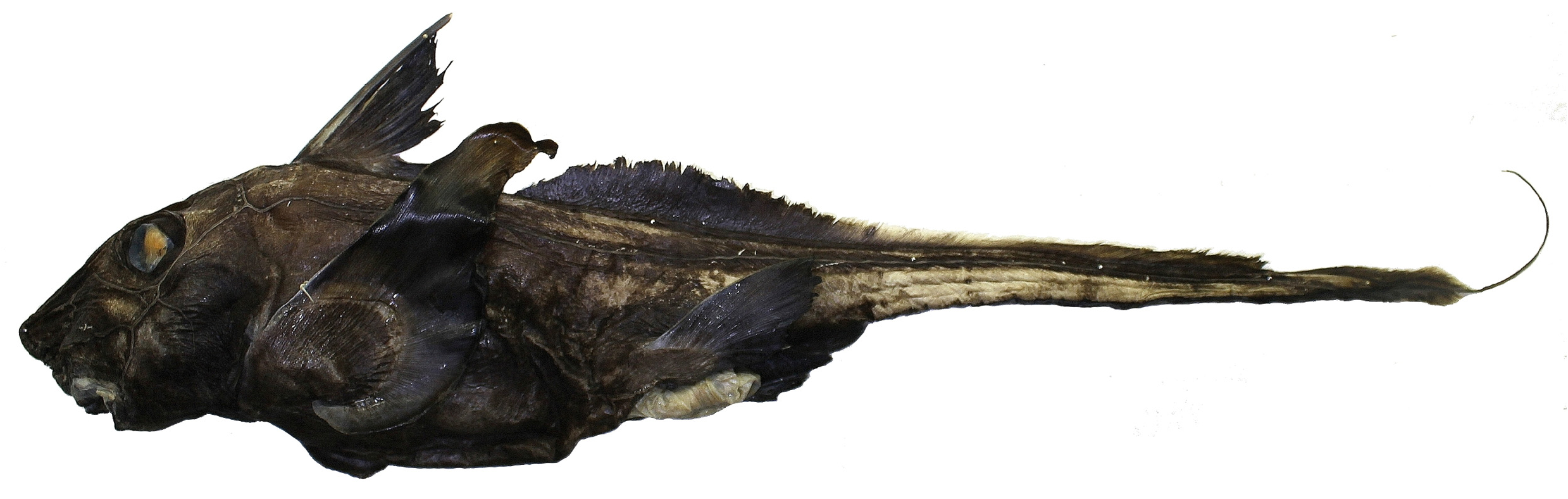 ภาพ ปลา macrophthalmus (Hydrolagus macrophthalmus)