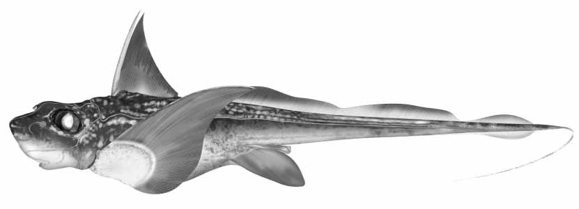 ภาพ ปลา matallanasi (Hydrolagus matallanasi)