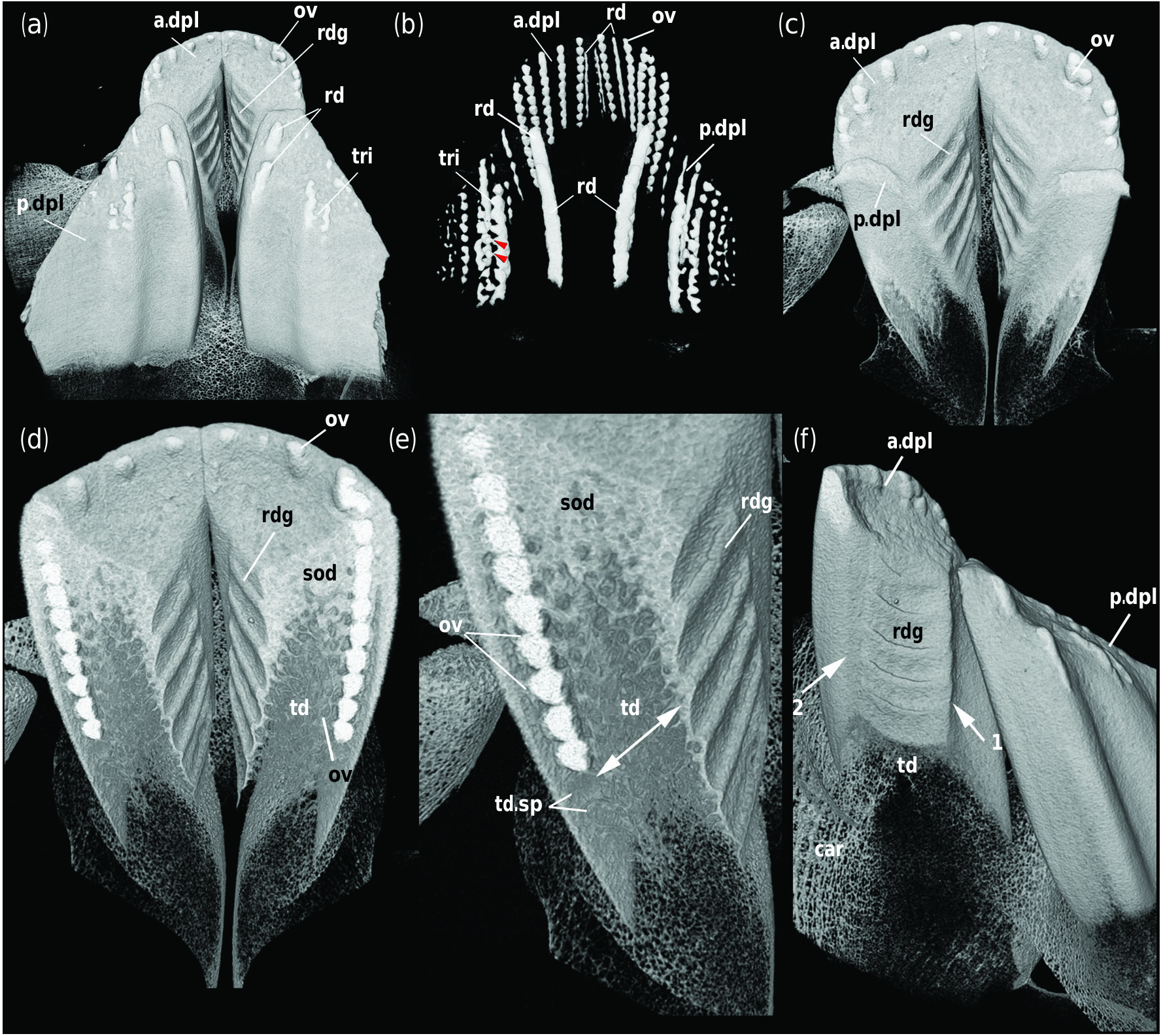 ภาพ ปลา mirabilis (Hydrolagus mirabilis)