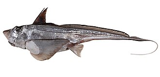 ภาพ ปลา ogilbyi (Hydrolagus ogilbyi)