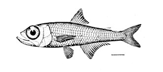 ภาพ ปลา benoiti (Hygophum benoiti)