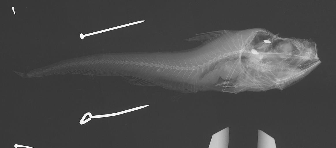 ภาพ ปลา aterrimus (Hymenocephalus aterrimus)