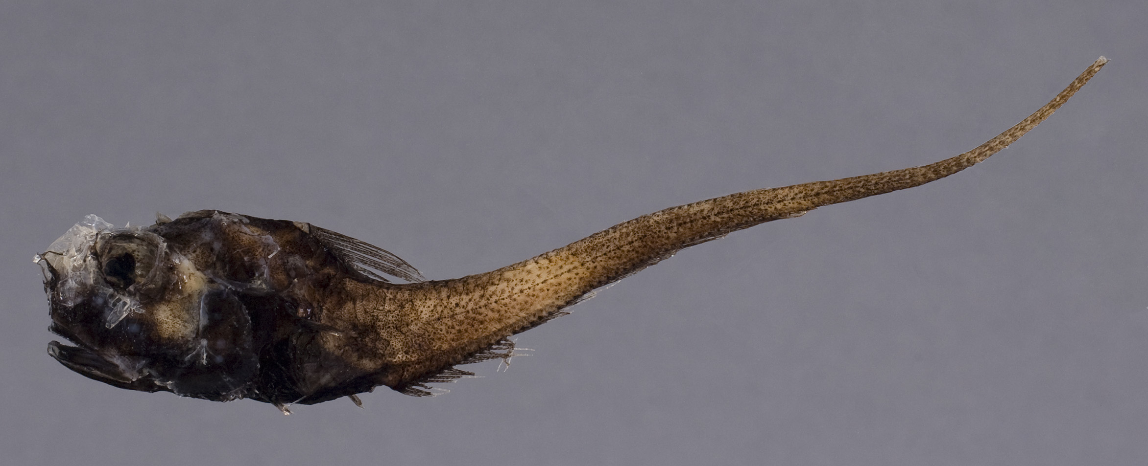 ภาพ ปลา fuscus (Hymenocephalus fuscus)