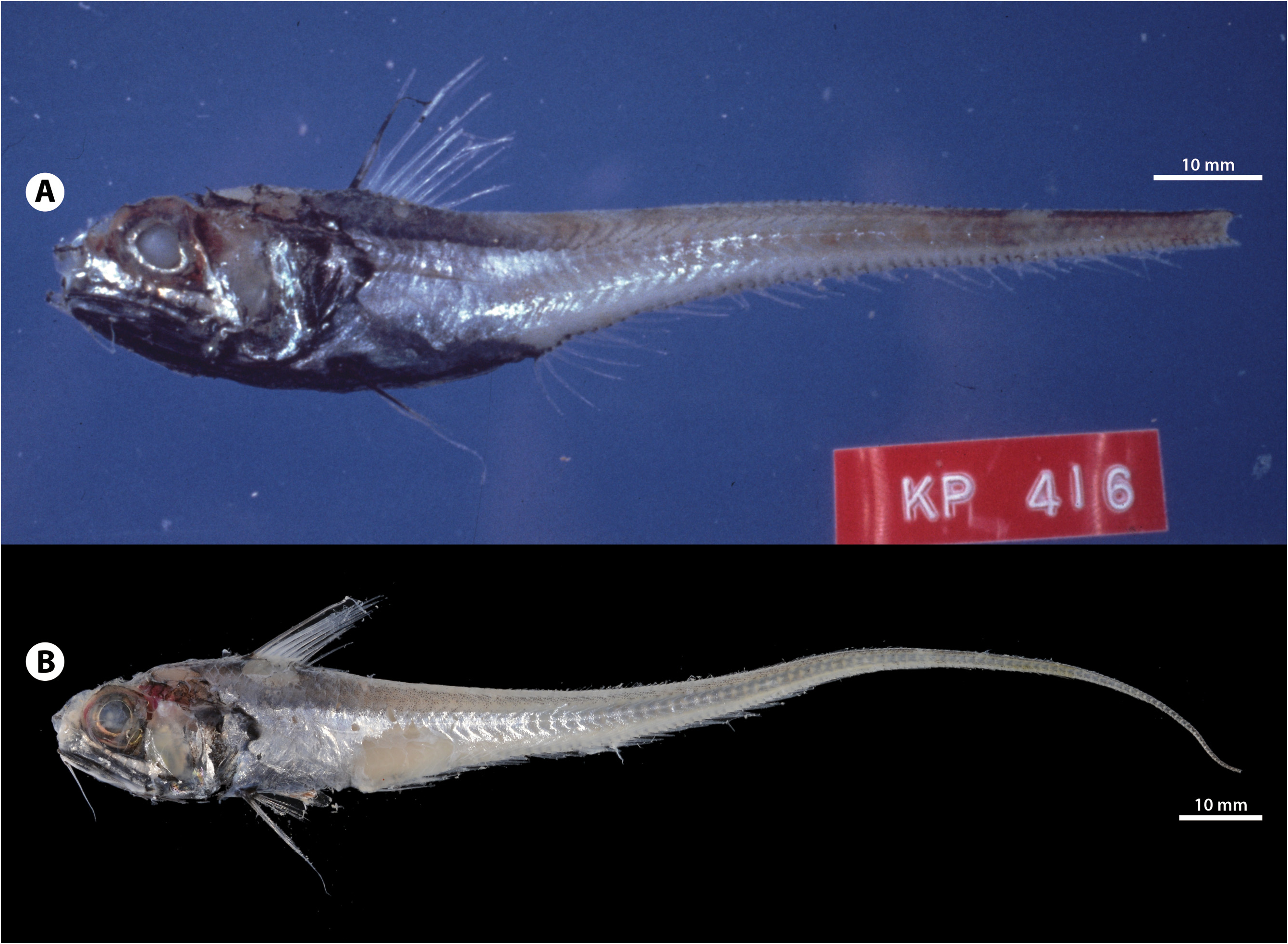 ภาพ ปลา hachijoensis (Hymenocephalus hachijoensis)