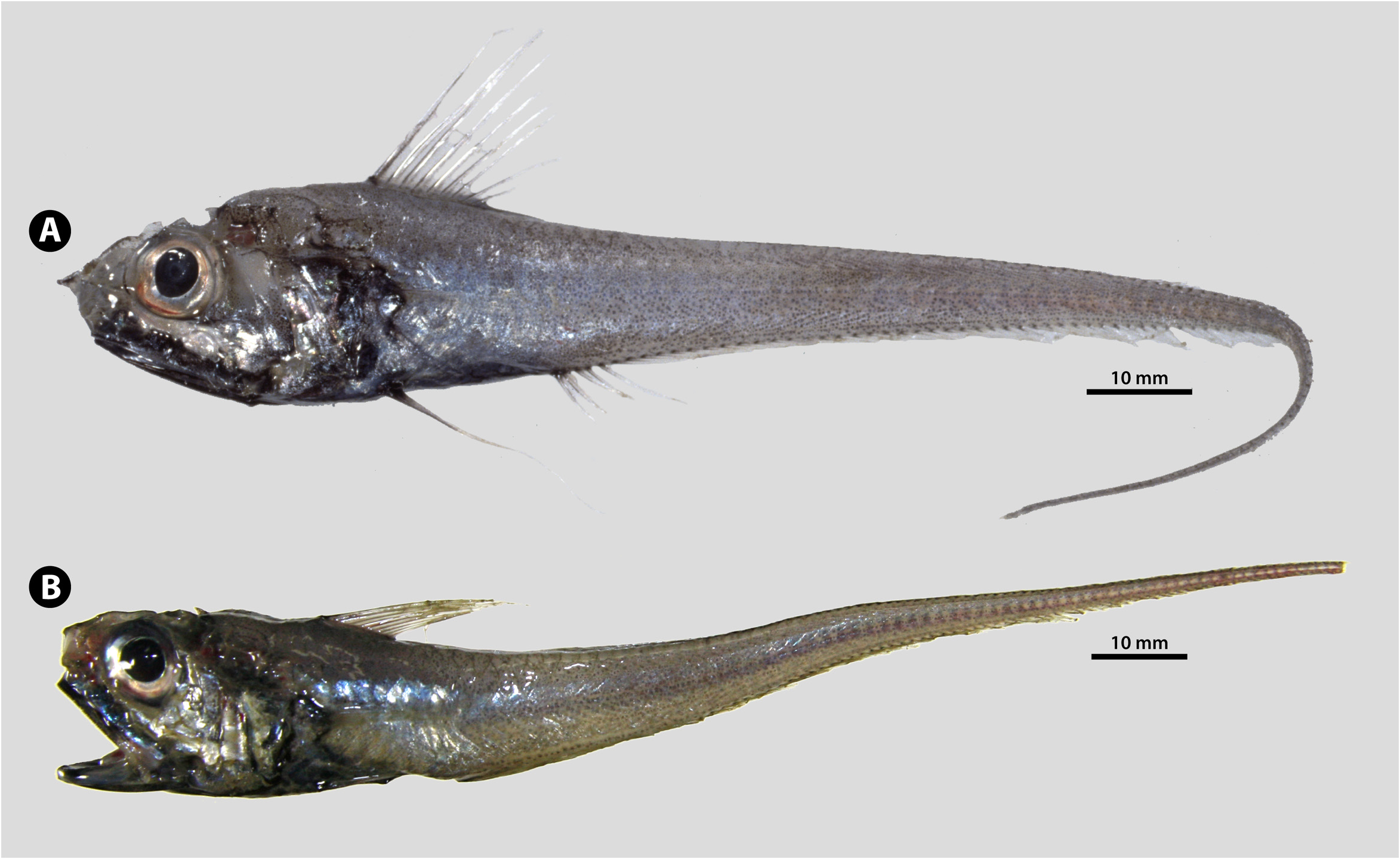 ภาพ ปลา lethonemus (Hymenocephalus lethonemus)