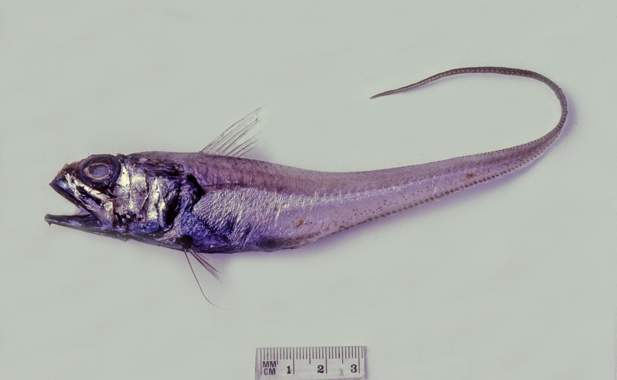 ภาพ ปลา longibarbis (Hymenocephalus longibarbis)